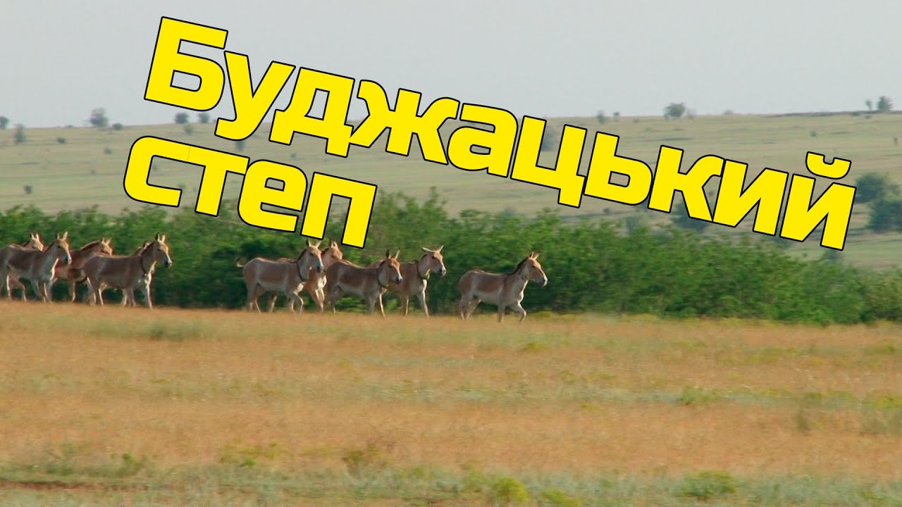 Єврорегіон Буджак та створення Нацпарку «Буджацькі степи»