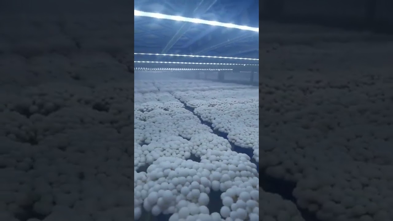 MUSHROOM GROWING CHAMBER