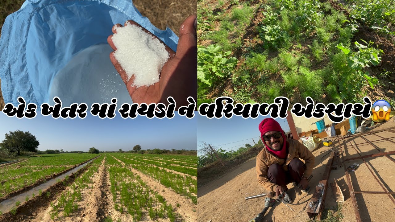 ૫ ખેડૂત ને જીરા છેલા પાણી ચાલુ કરાયા 🌱💸॥ #goswamifarmingvagad 