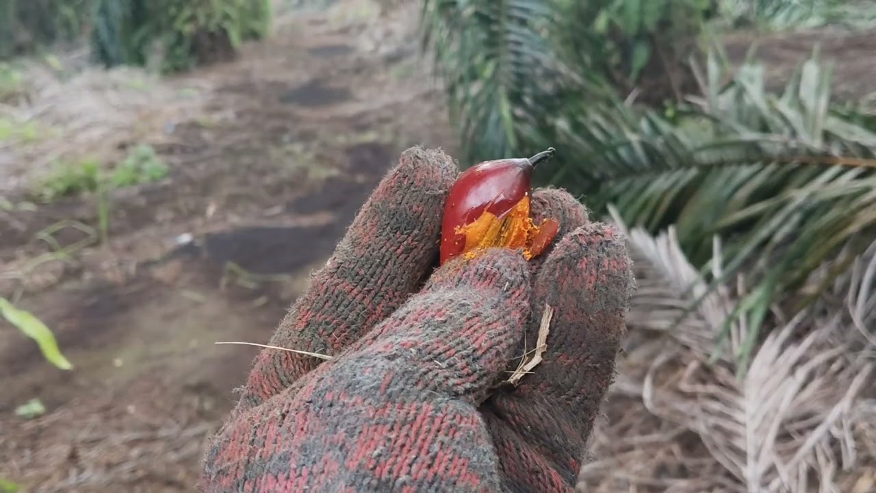 Cara panen sawit tangkai pendek buah besar... pakai sabit tajam 111 karakter egrek harus tau ya 