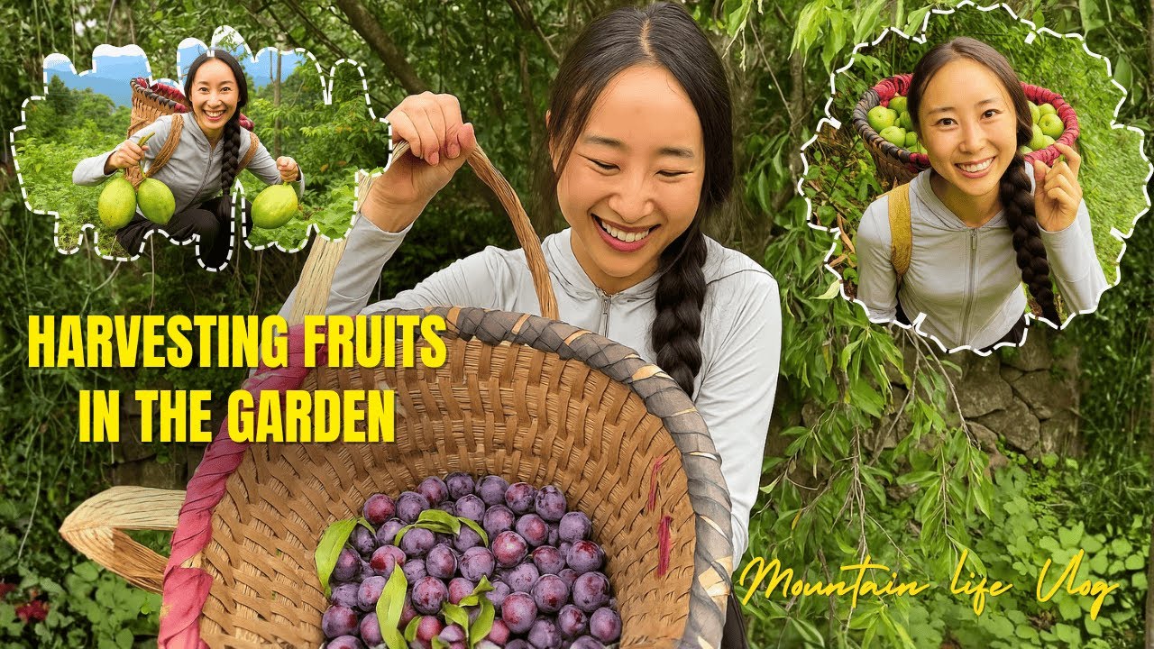 Today I’m Going To Harvest Various Kinds of Fruits In The Garden To Sell At The Street Market