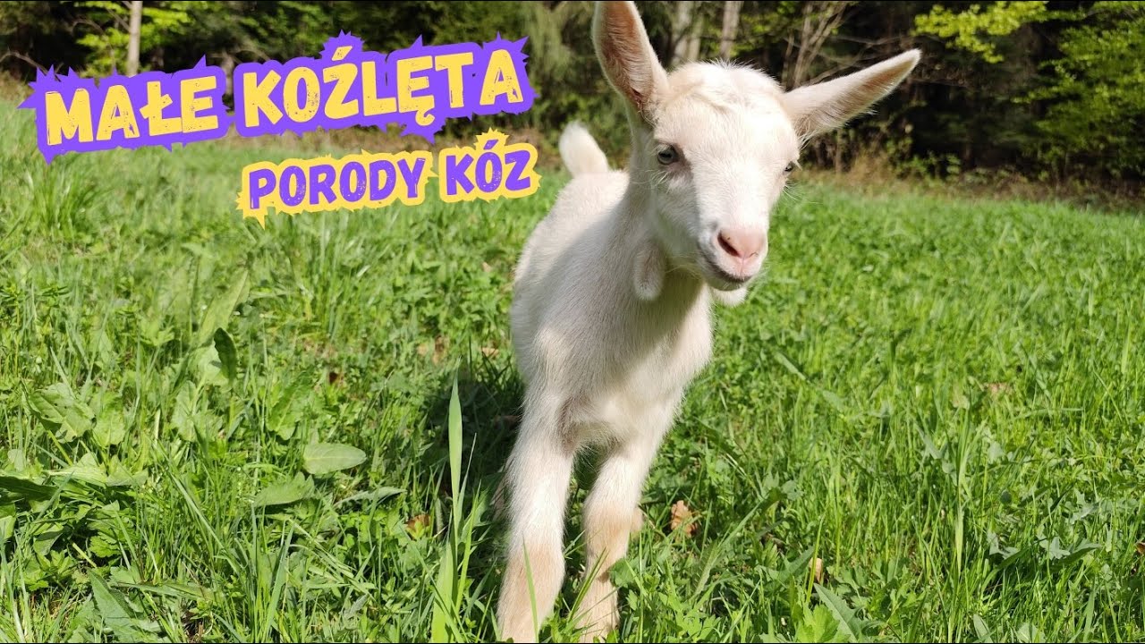 🐐 Mamy małe k&oacute;zki i koziołki! 🥰 Porody naszych k&oacute;z! @Gronicek