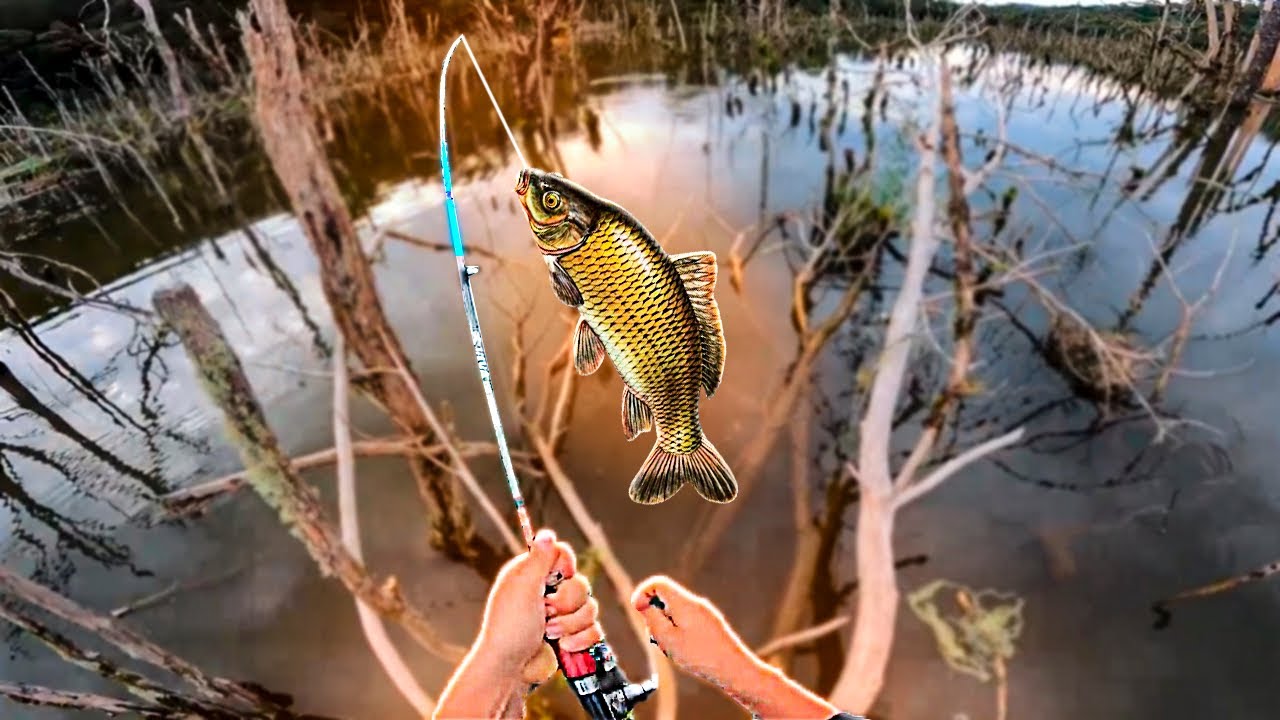 PESQUEI UM PEIXE NO PÂNTANO