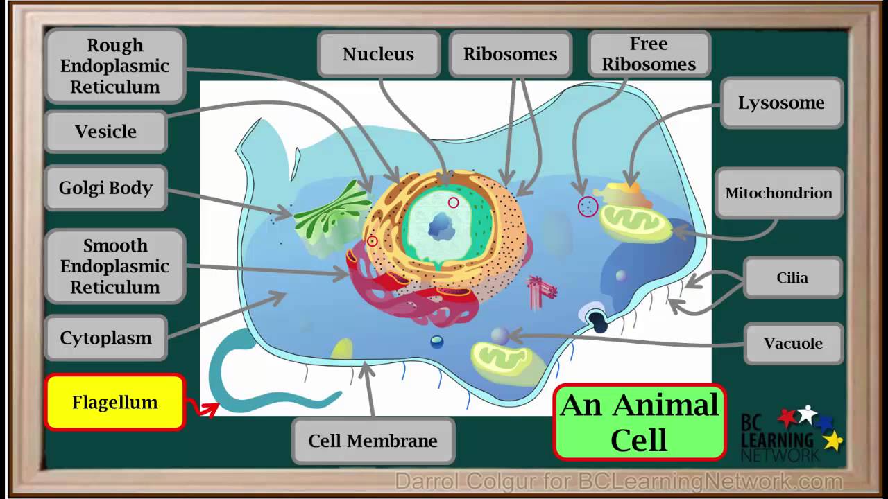 WCLN - Cell Organelles - Biology