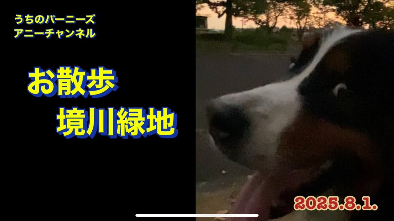 お散歩 境川緑地　2025.8.1.