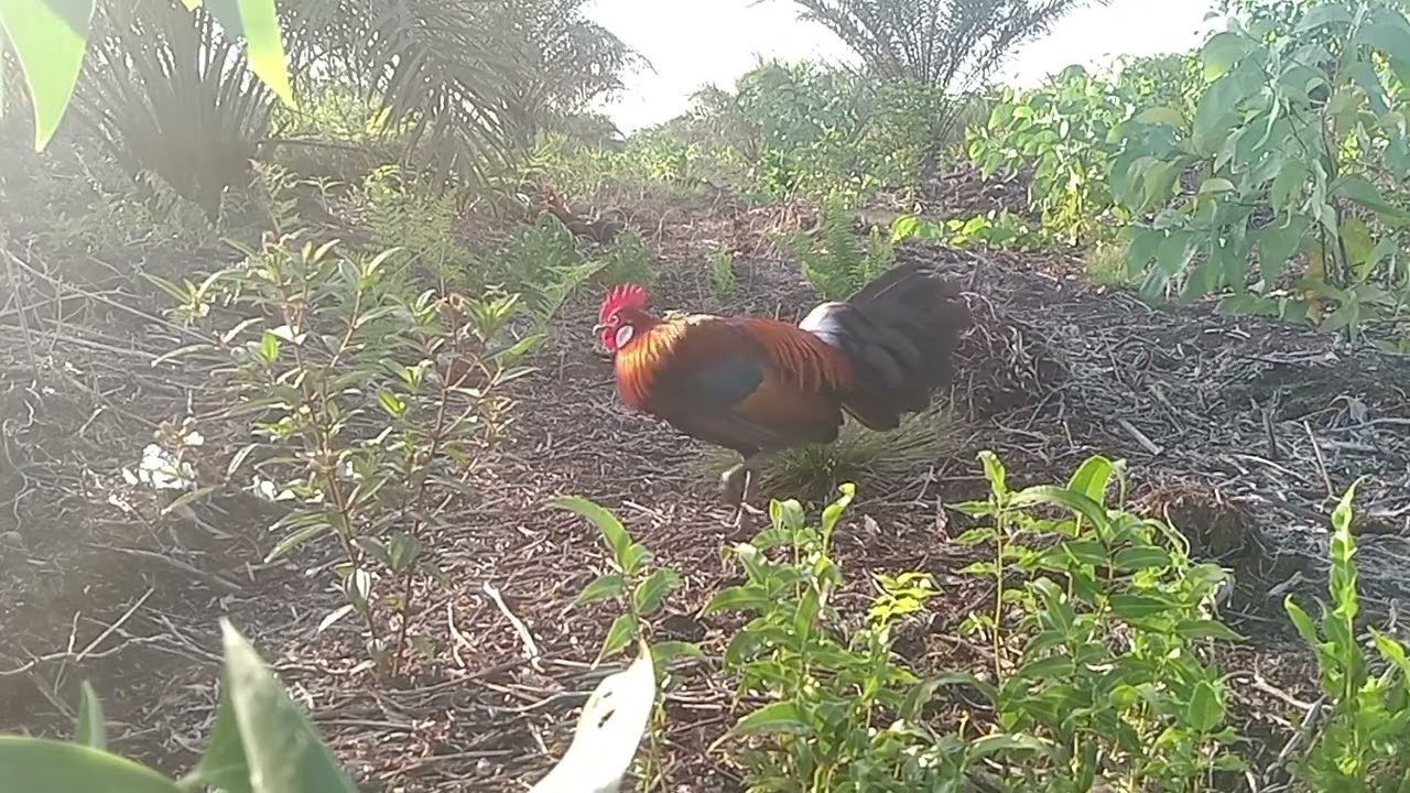 Memikat ayam hutan ,ayam hutan museng 2 kali langsung jadi.