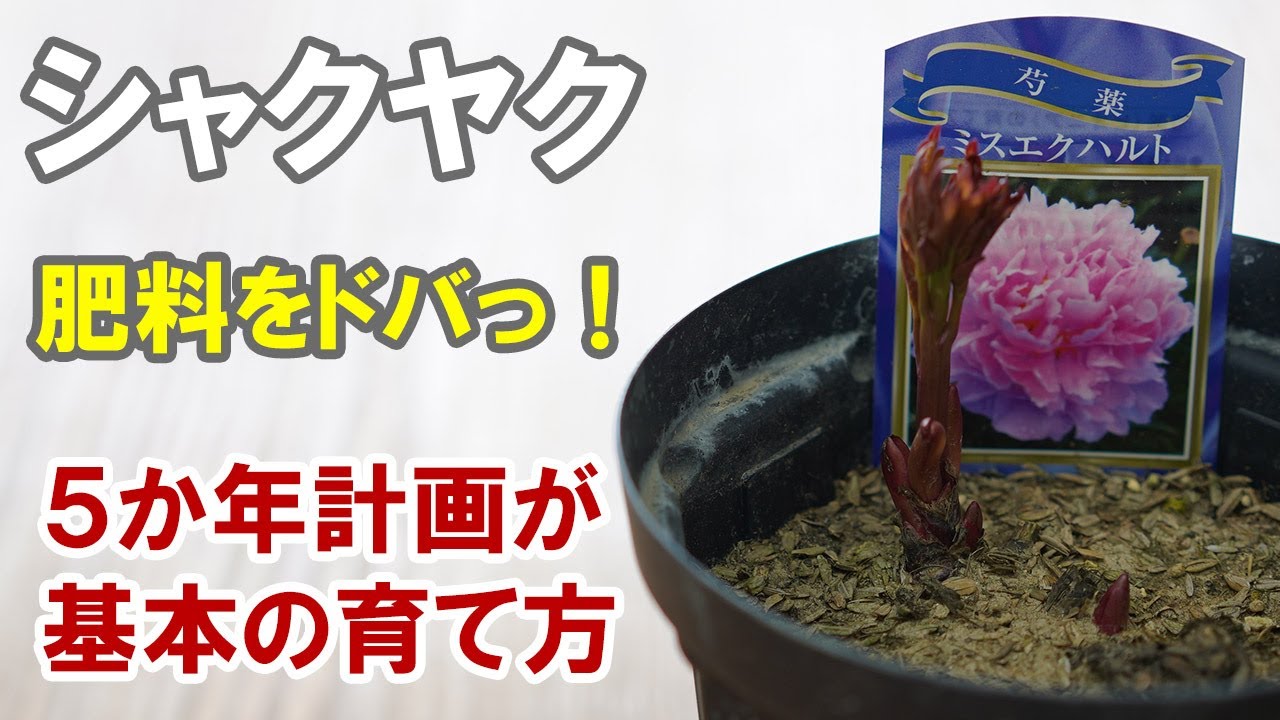 西洋シャクヤクの育て方 芍薬 肥料の与え方がコツ！うどんこ病対策も！