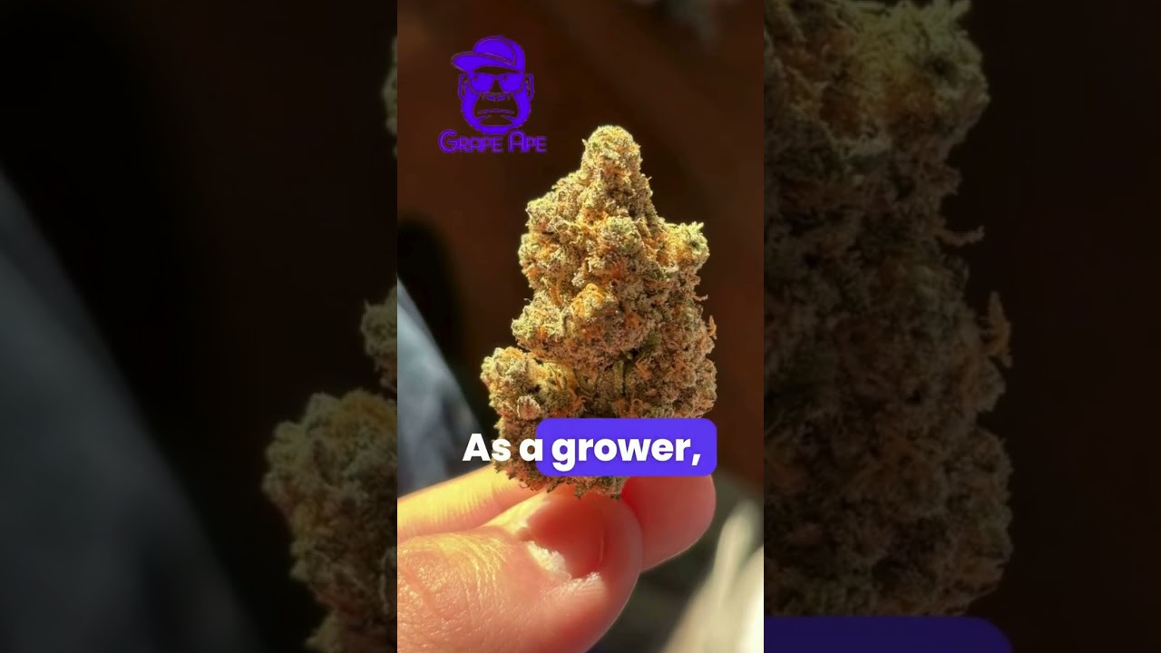 Meet Dan, Cannfield International&rsquo;s Expert Grower: Presenting the Grape Ape Strain 🍇🌿