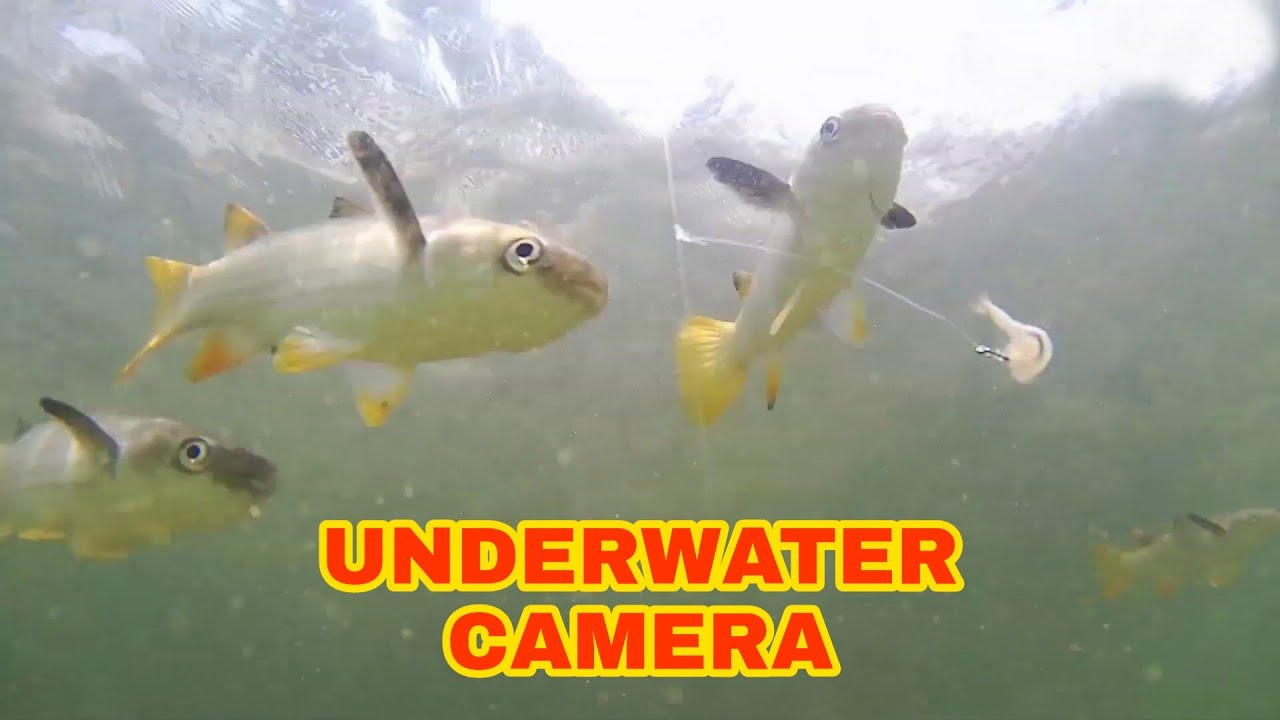 Underwater Camera - Lihat Langsung Dari Dekat Cara Belanak Ekor Kuning Makan Udang Rebon