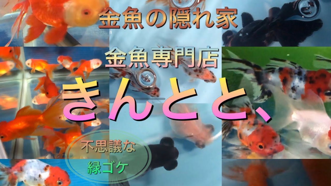 きんとと、【名古屋市の金魚屋】