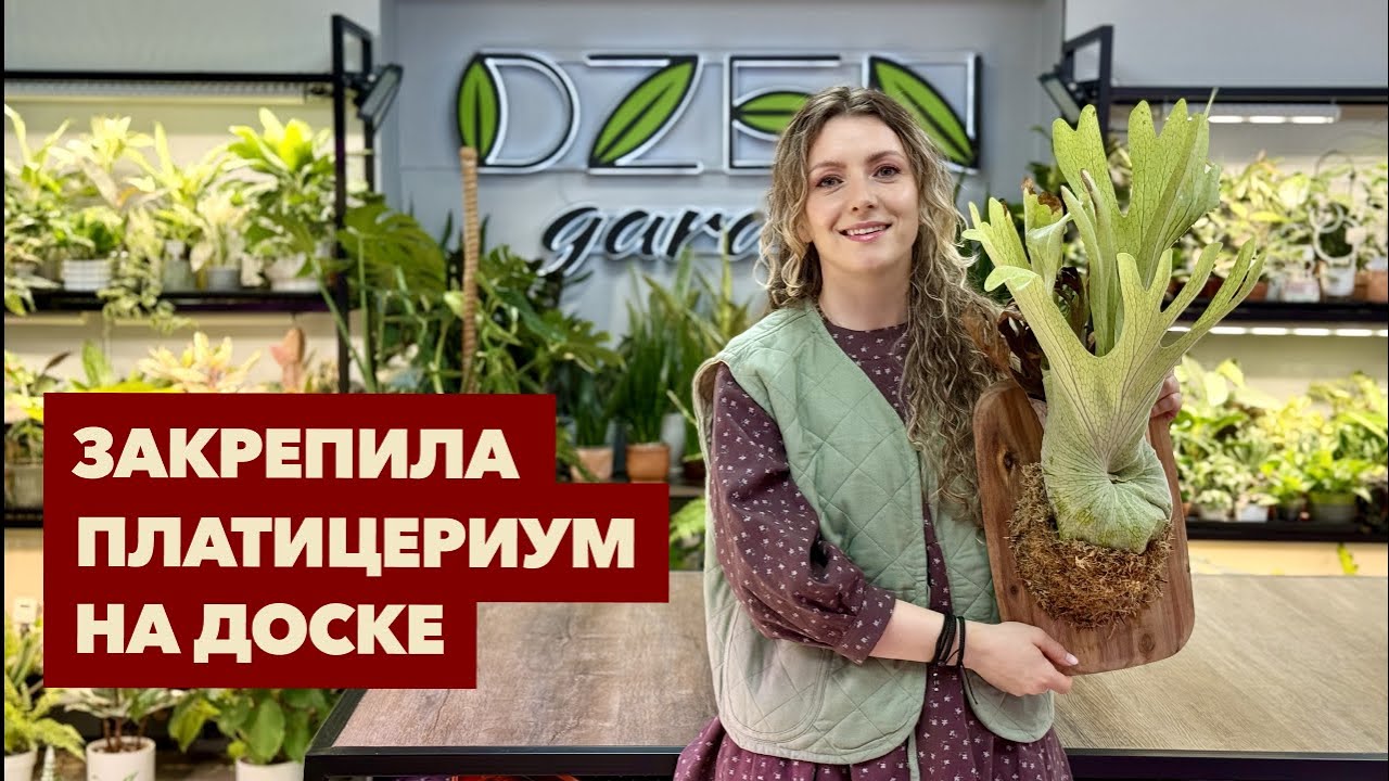 Простой и классный способ закрепить Платицериум на доске