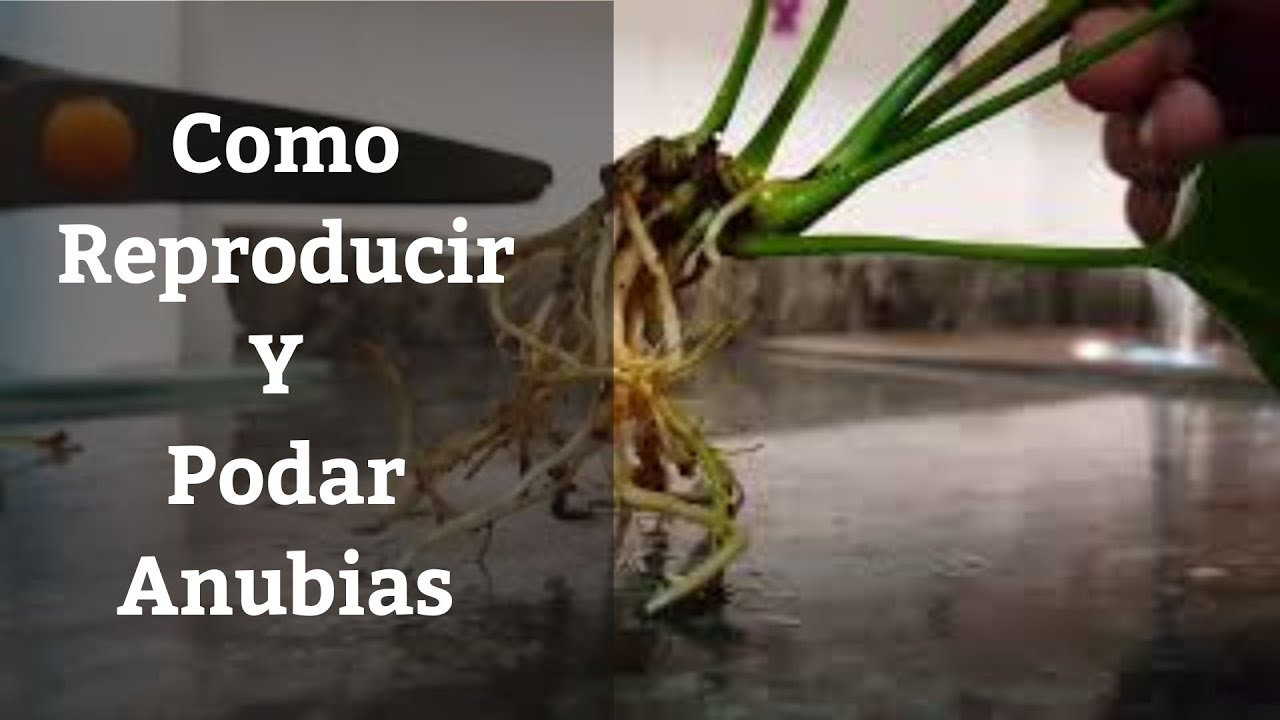 🔵 Como Reproducir,Esquejar O Podar Anubias De Acuario (Acuarios MB)