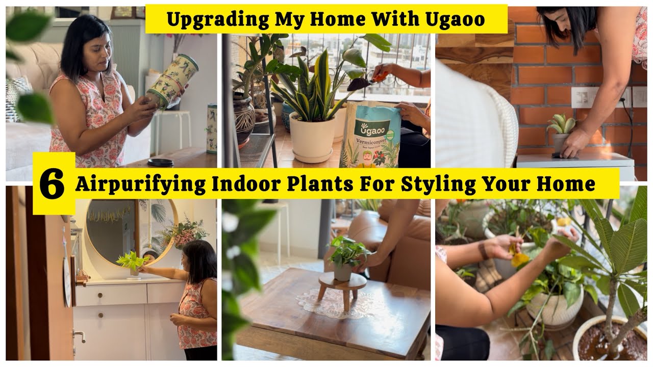 6 Air Purifying Plants That Will Transform Your Home | Beginner Friendly Gardening Hack