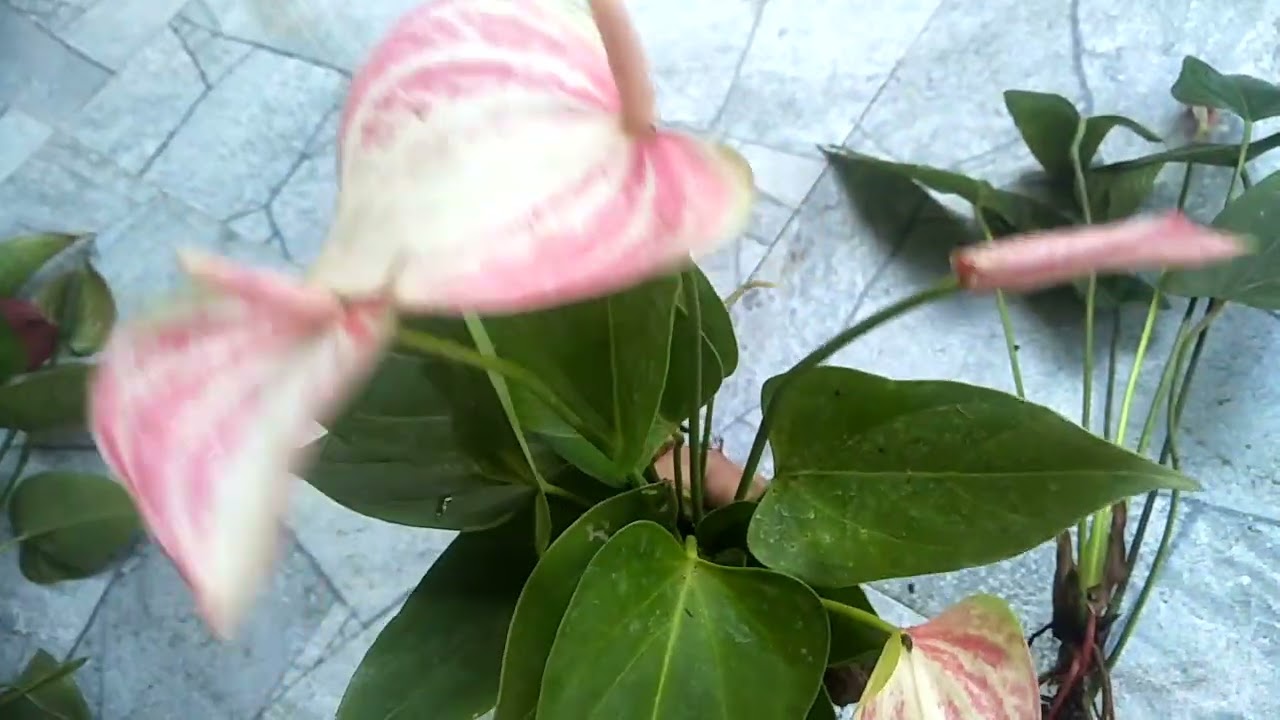 0772106907#256 package#plants #anthuriyan