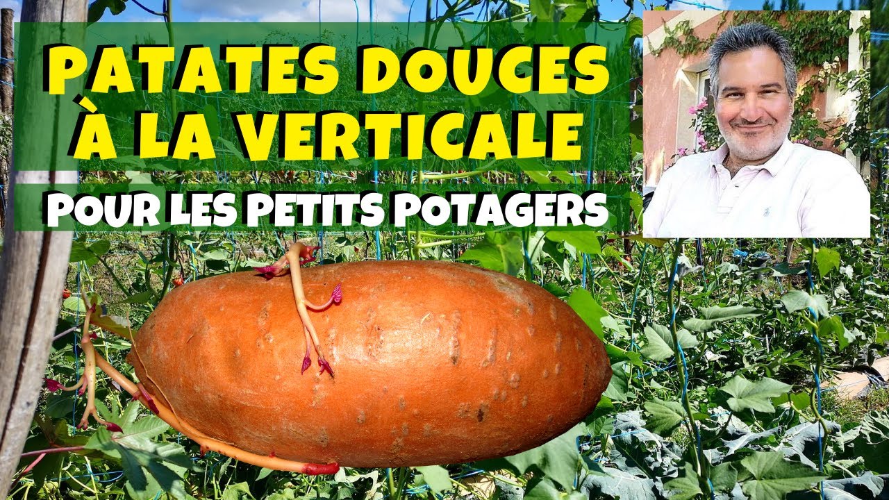 Patates douces à la verticale pour les petits jardins potagers