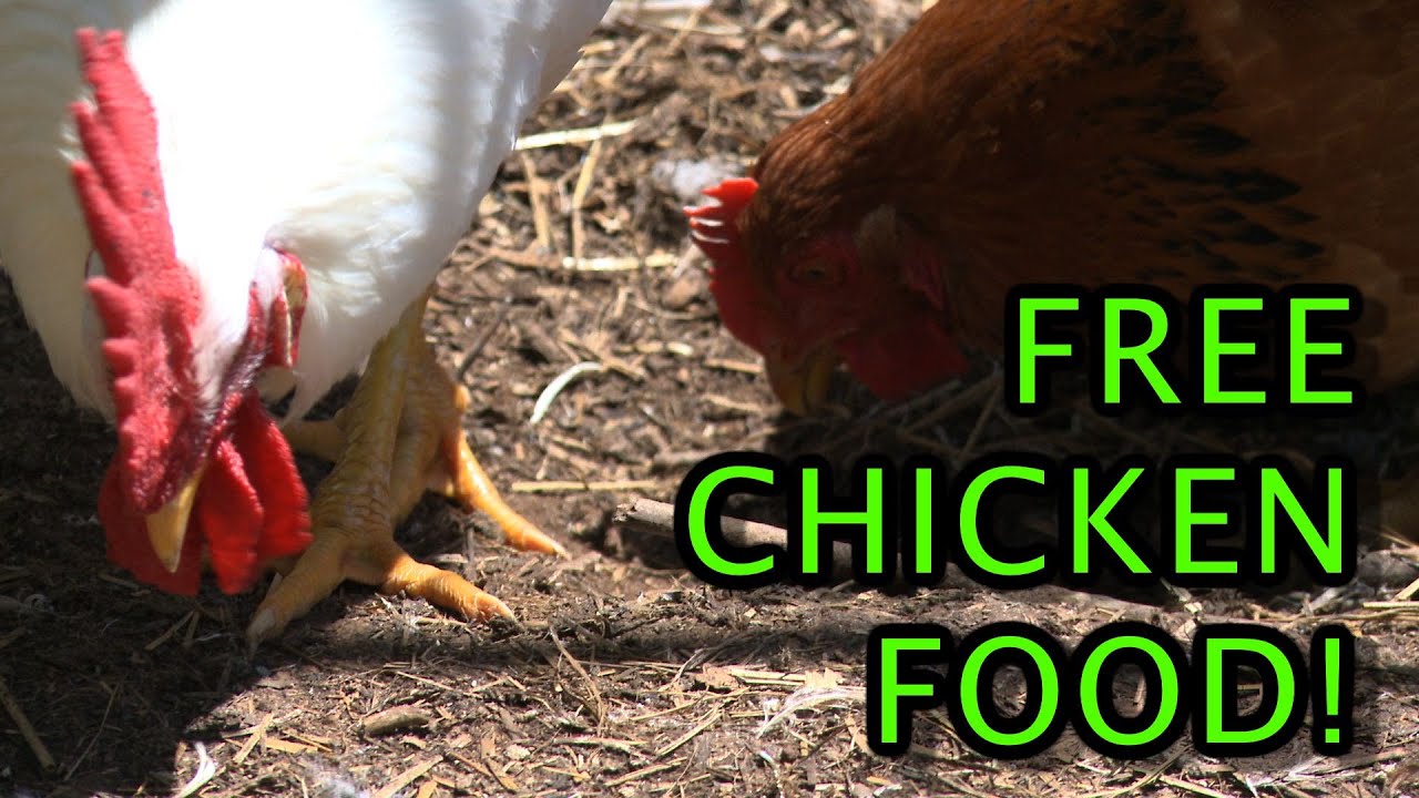 FREE Chicken food - The Maggot Bucket