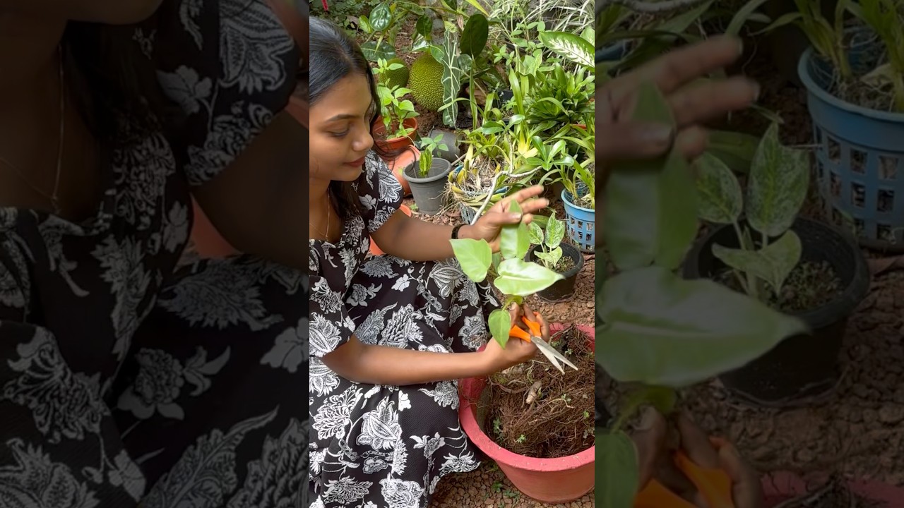 ഇത് ഒക്കെ ഒരു ഭാഗ്യം അല്ല ഡാ 