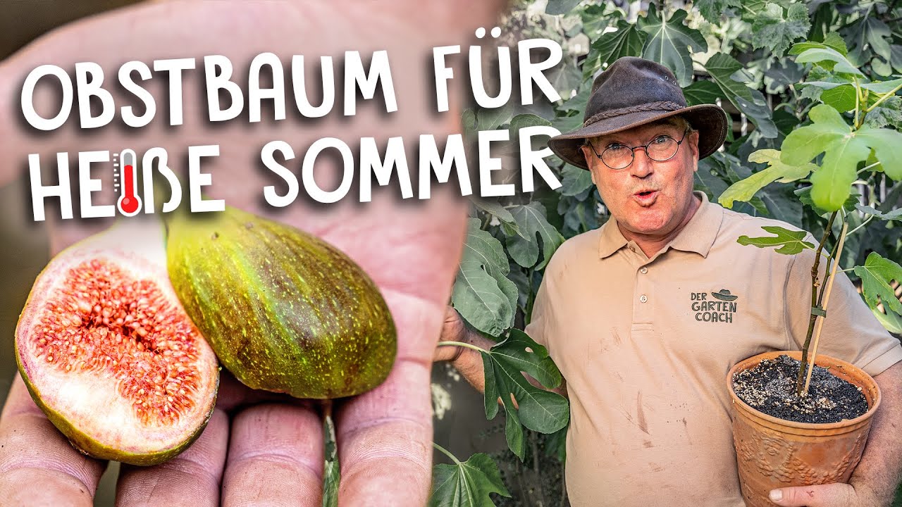 Schattenspender mit vielen Früchten ☀️ - Feigenbaum hält die Hitze bestens aus