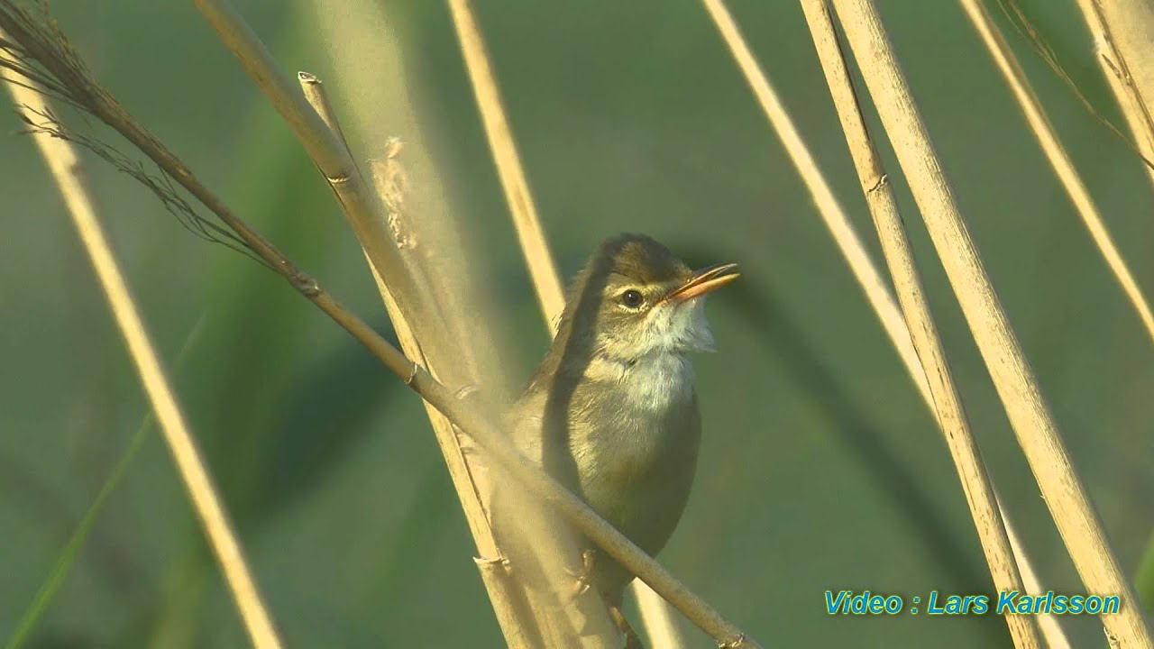 KÄRRSÅNGARE  Marsh Warbler  Acrocephalus palustris