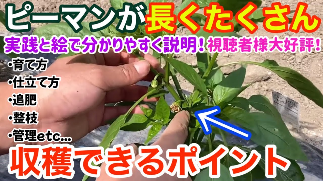 【ピーマン栽培】なが〜くたくさん収穫する為の大切な初期管理・下葉かき・追肥・整枝のやり方・今後の管理等について実践と絵で分かりやすく説明！