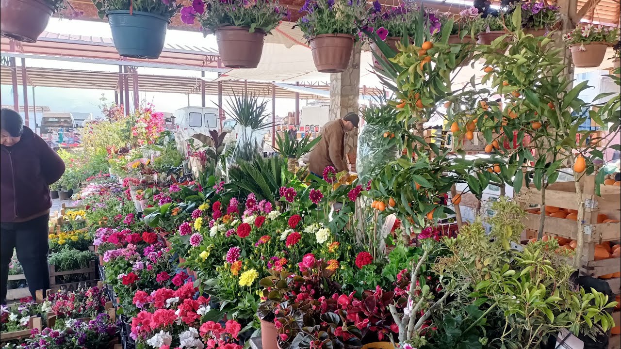 14 Nisan 2025 Aydın Karacasu kapalı pazaryeri için deyiz #keşfet #keşfetteyiz #garden #çiçek #plants