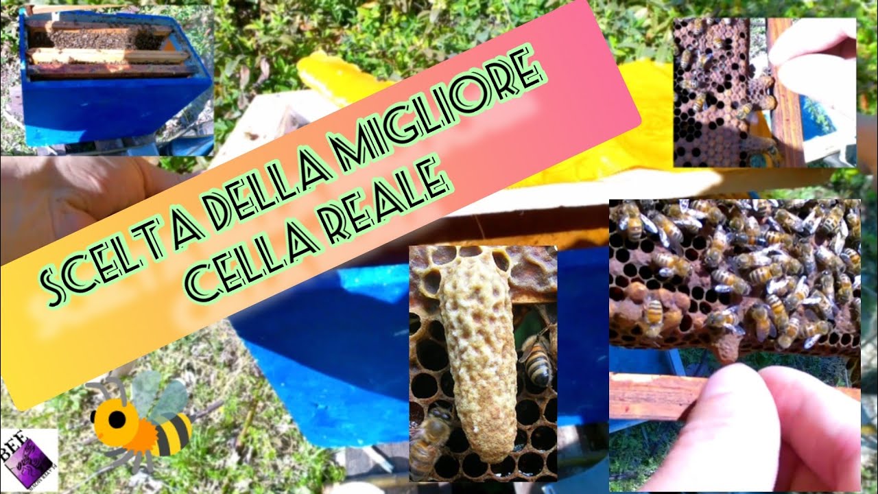 Apicoltura scelte delle migliori celle reali in un arnia orfana