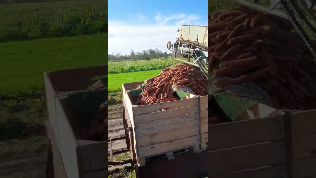 Kopanie marchwi kombajnem em 11