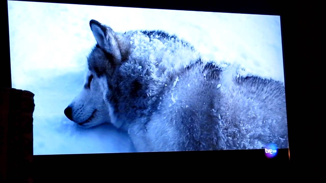Bajo Cero - La película de los Husky