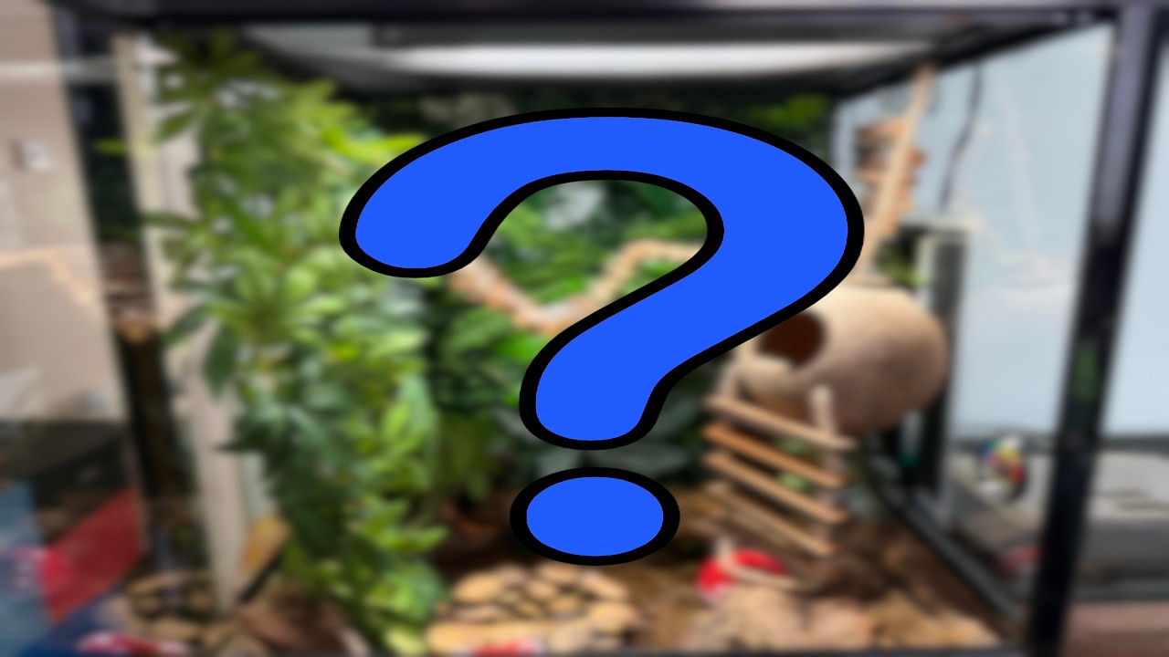 Upgrading my amazon milk tree frogs enclosure