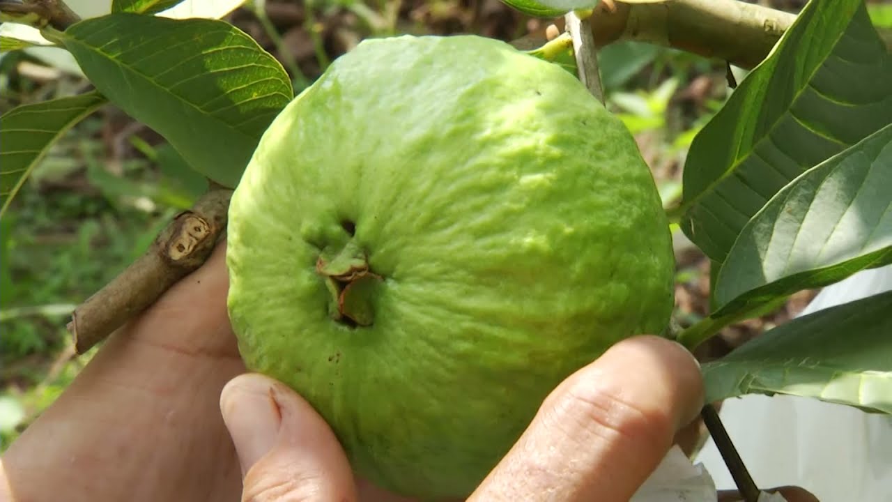Hechos del Agro - Productor de guayaba orgánica