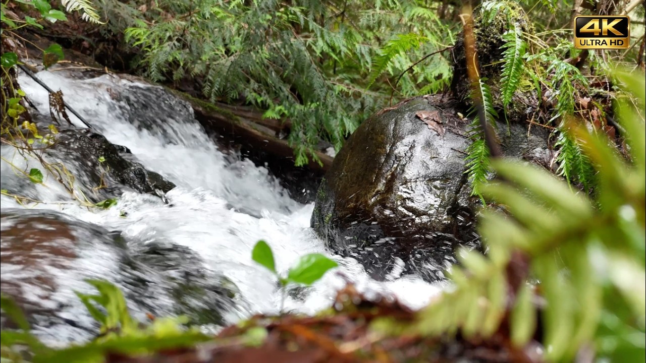 Mountain Stream Flowing Over Rocks · Forest Sounds for Sleep & Relaxation 🌿