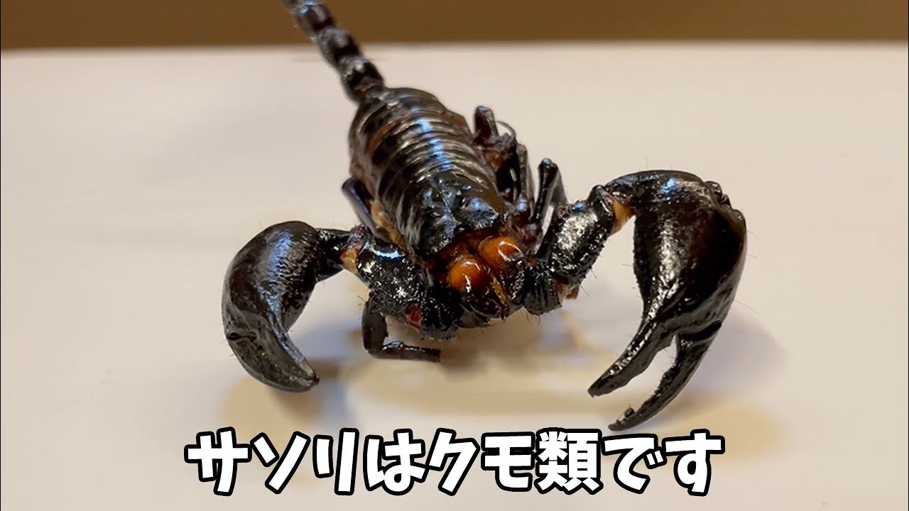 あなたが知らない「サソリ」の話 (甲殻類ではありません)