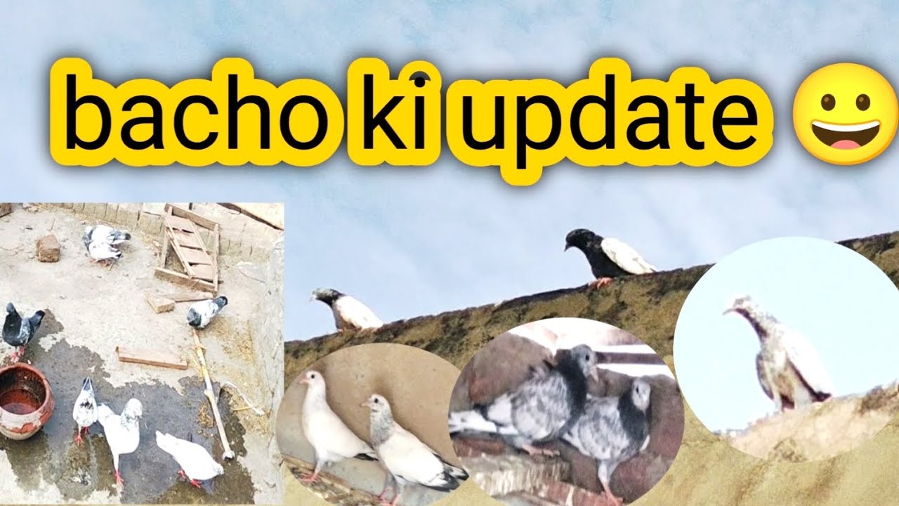 Bacho ki update 😀 Zaibi Lgnd pigeon 🤫