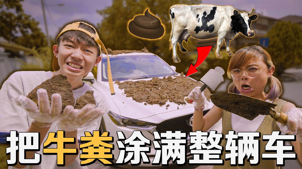把爸爸的车涂满牛粪！竟然还能隔热？