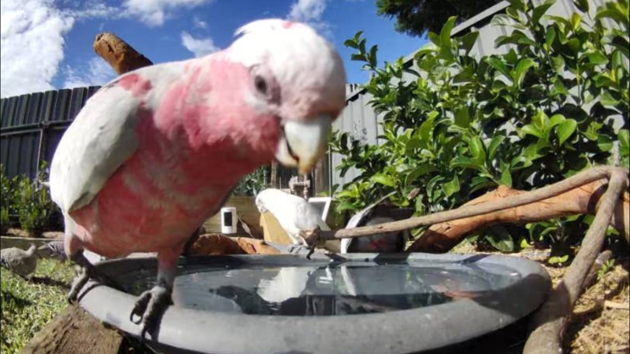 Australian Bird Bath Cam | 14/2/26 | magpie lark | galah | drinking | bath time | cat tv | lorikeets