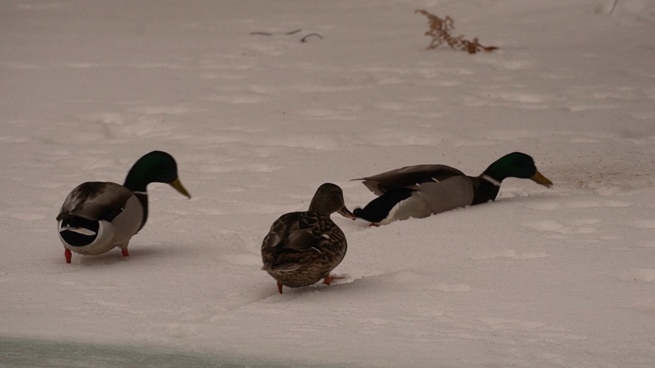 Mallard Ducks - Winter Hard Life