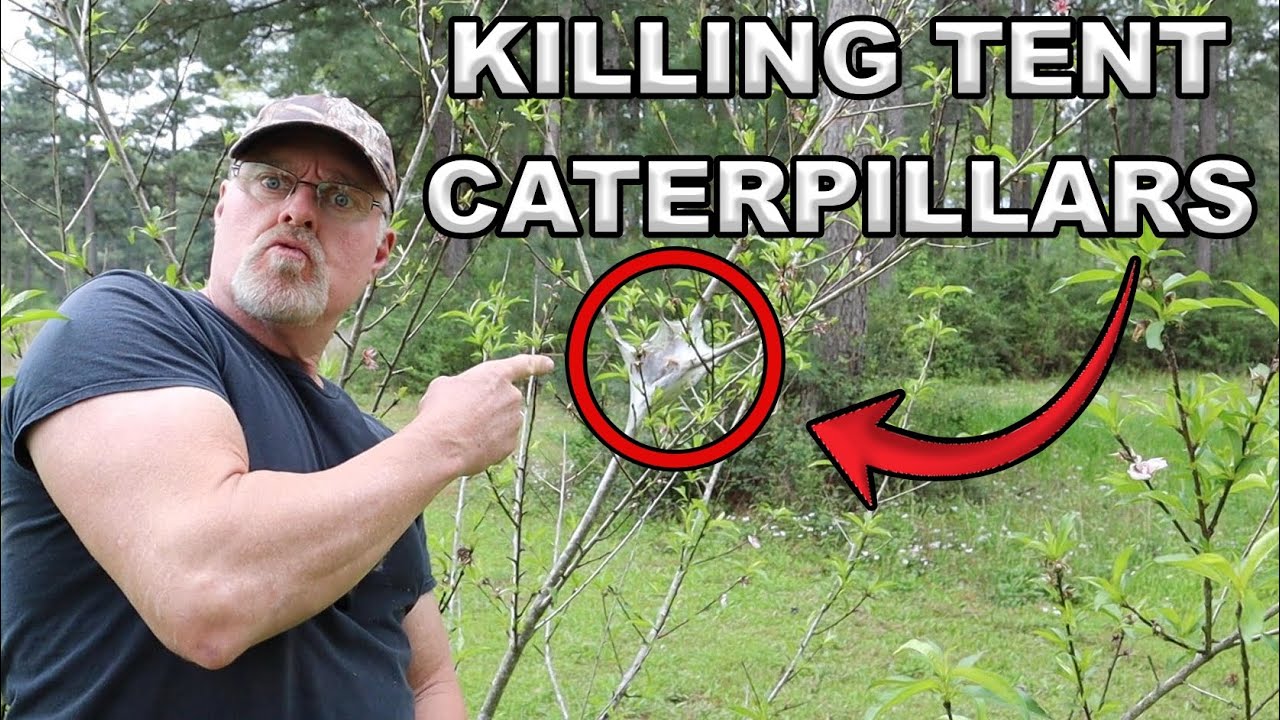 How To Rid Your Fruit Trees Of Tent Caterpillars Safely And Effectively