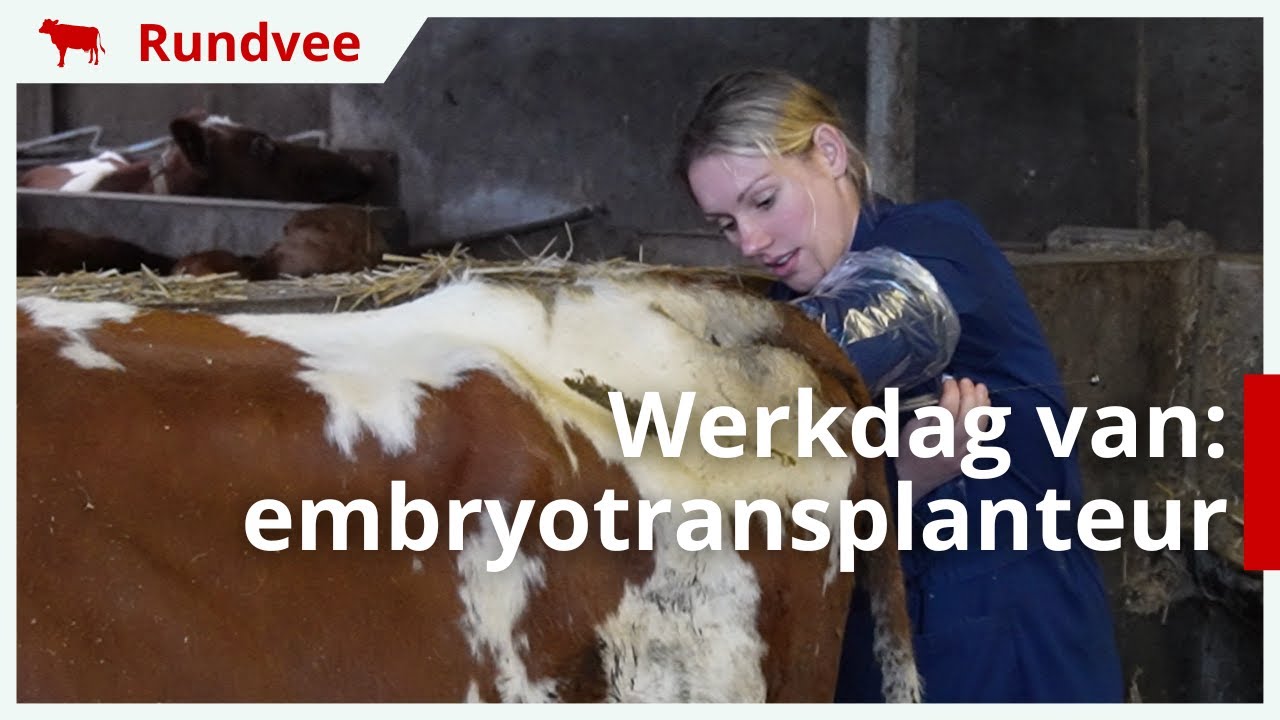 Een dag uit het leven van een embryotransplanteur