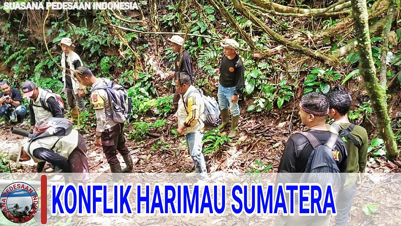 Konflik Harimau Sumatera Dengan Ternak Warga,Tim Pagari dan BKSDA Lakukan Penyelamatan.