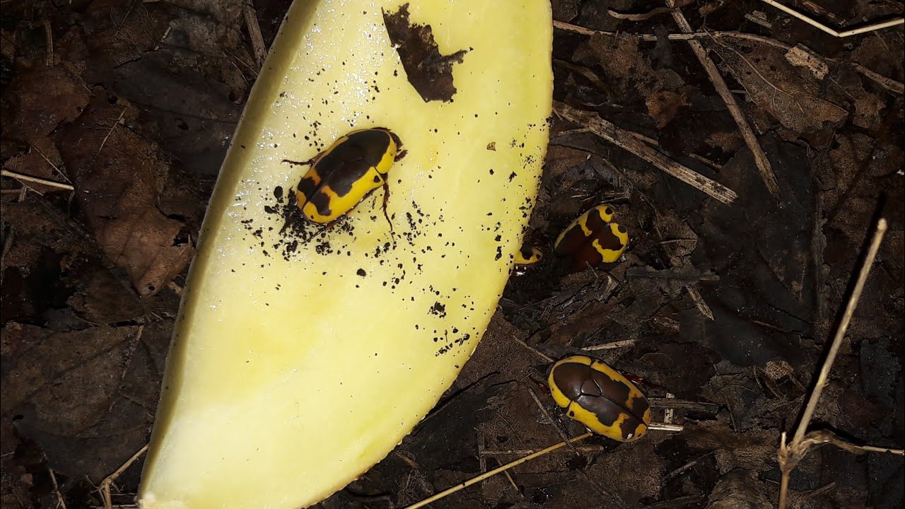 An introduction to the Yellow bellied sun beetle.