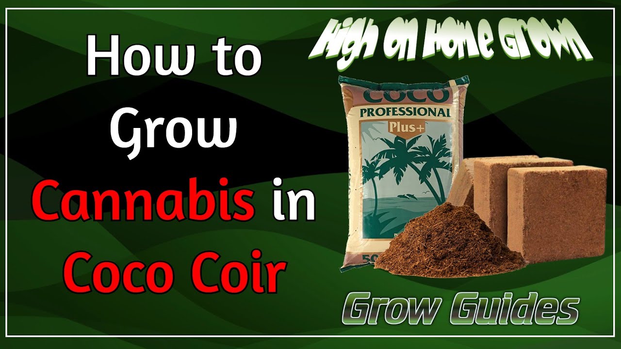 How to Grow Cannabis in Coco Coir, Cannabis Grow Guides #49