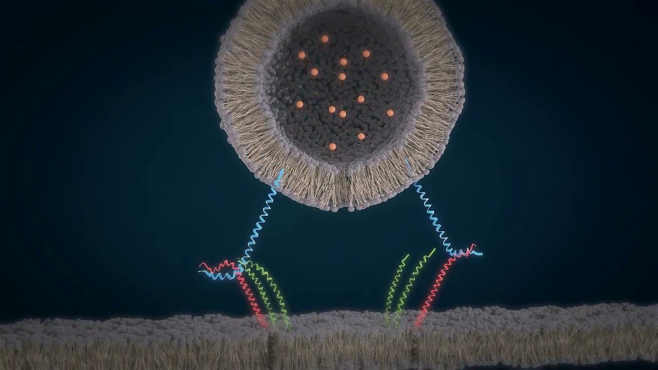 How SNARE proteins work