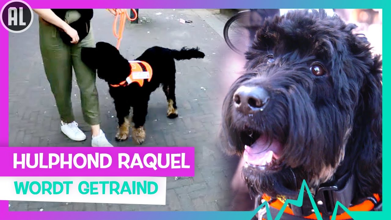 DE SLIMME NEUS VAN EEN HULPHOND | TOPDOKS HULPDIENSTEN