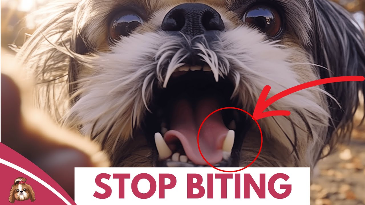 How To Train Your Shih Tzu Puppy To Stop Biting?