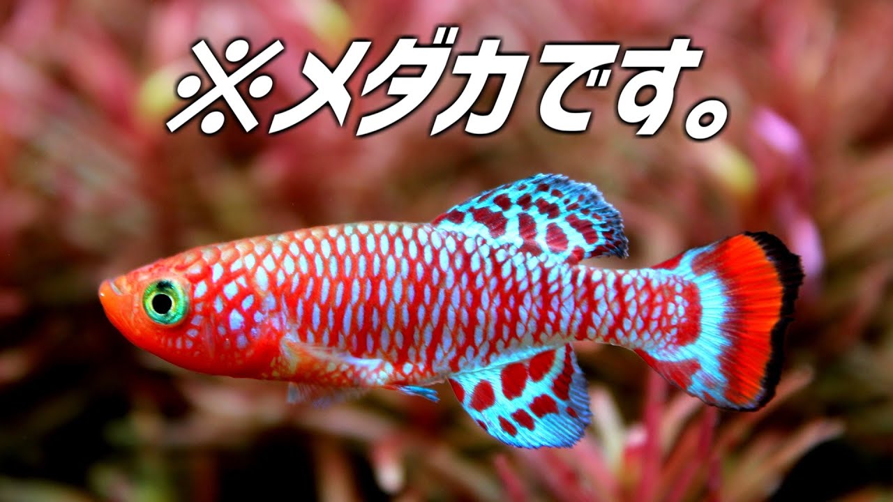 熱帯魚より鮮やかなメダカを導入。#235【アクアリウム】