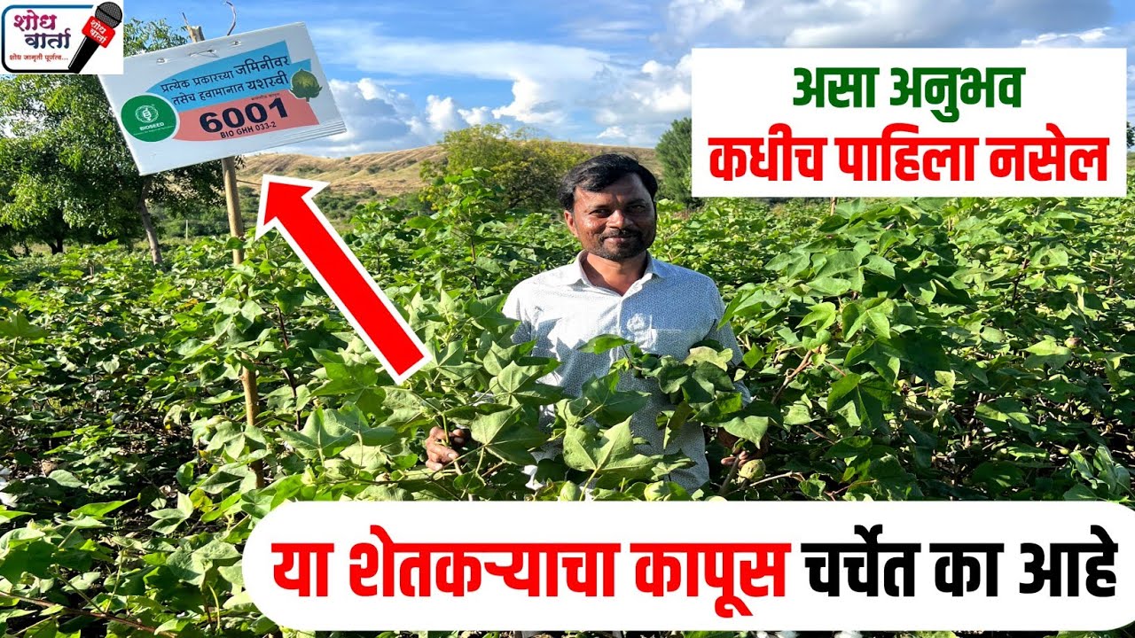 या शेतकऱ्याचा Bioseed 6001 कापूस ठरतोय चर्चेचा विषय | कापूस उत्पादक शेतकरी | cotton farming | 
