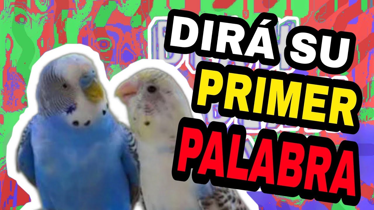 TU PERIQUITO DIR&Aacute; SU PRIMER PALABRA CON AYUDA DE ESTE AUDIO