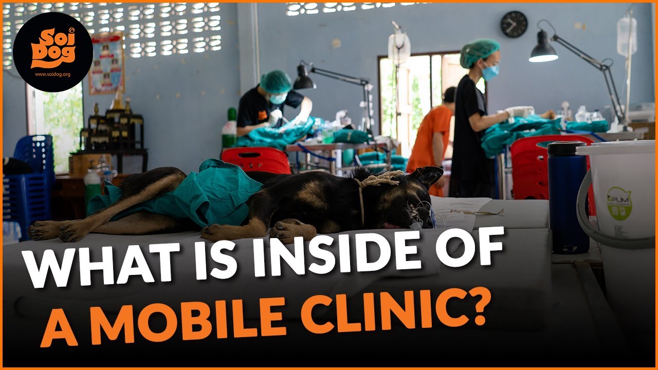 A fleet of mobile clinics dedicated to ending the stray dog population in Thailand