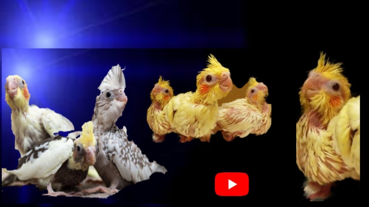 Hand feeding 1 month and a few days cockatiels and meeting the other part of the family