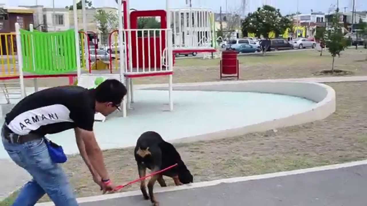 Enseña tu perro a caminar junto